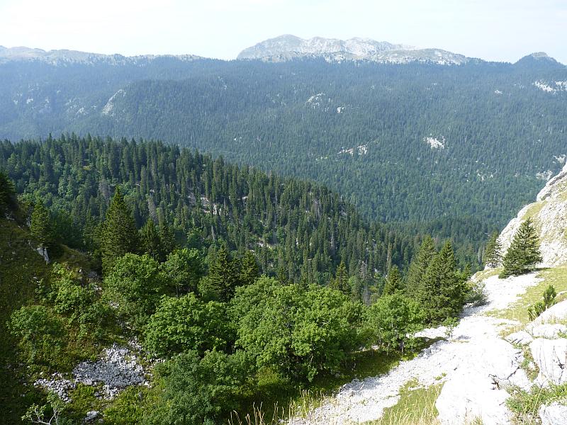 Alpes : Chartreuse