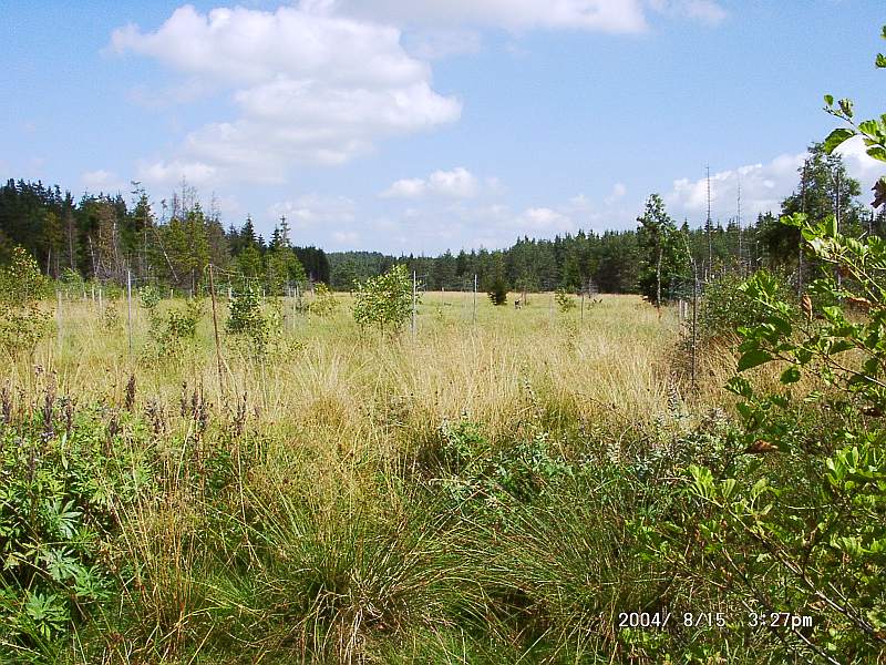 Fichtelgebirge : Zeitelmoos