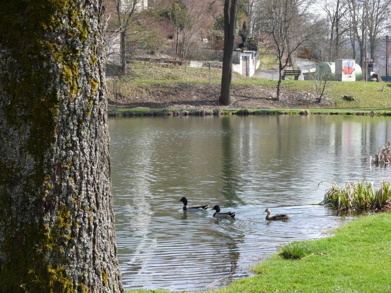 Frankenwald : Froschgrün