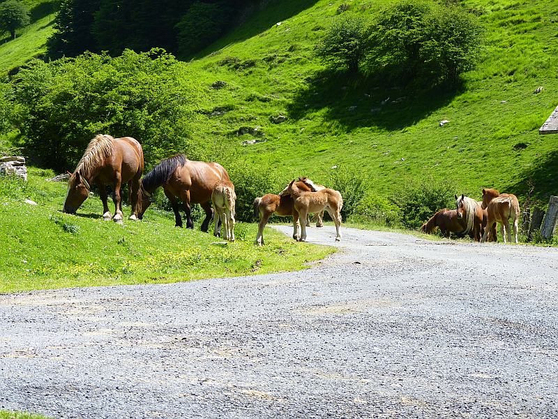 Pyrénées : Pay Basque