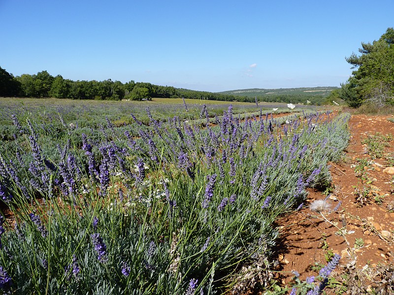 Provence : Lavendelfelder