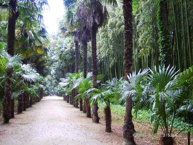 Cevennen : Bambouseraie